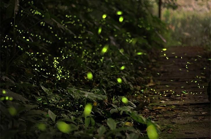 solar firefly garden lights