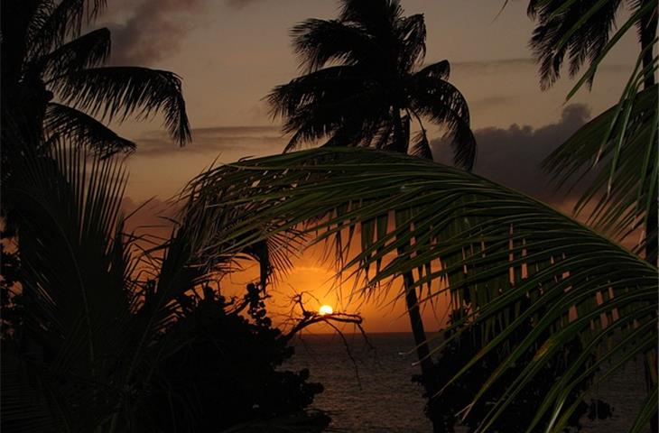 solar lights for palm trees