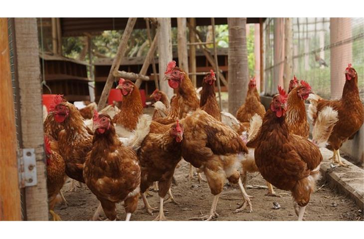 solar chicken coop light with timer