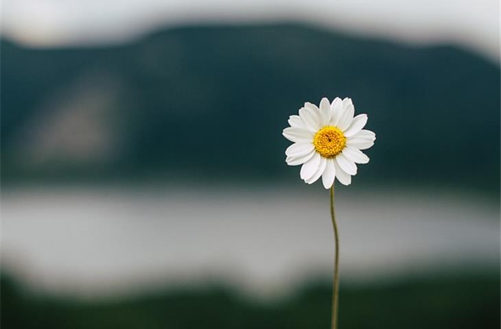 daisy solar lights