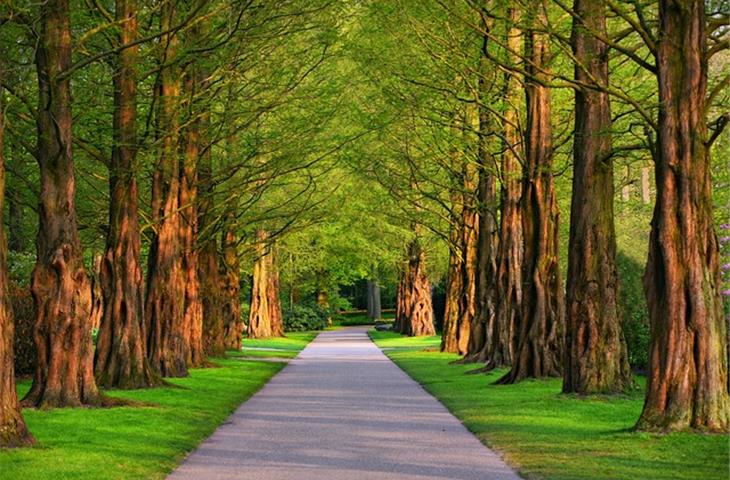 modern solar pathway lights