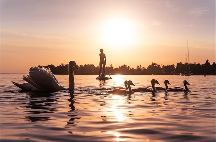 floating pond solar lights