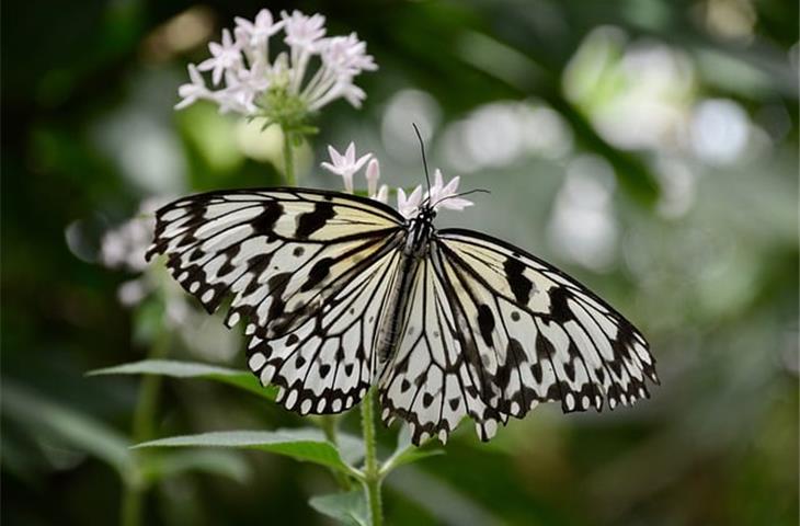 solar butterfly lights