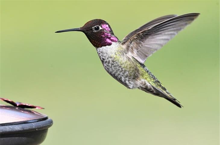 solar light hummingbird feeder