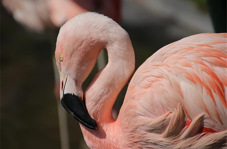 pink flamingo solar lights