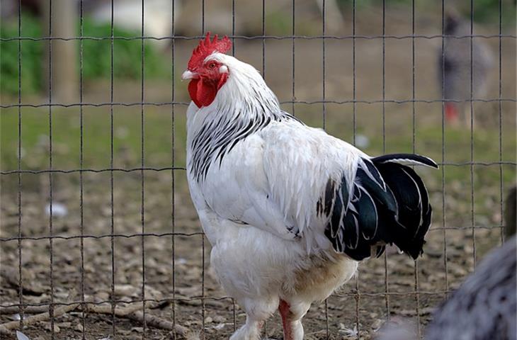 solar light chicken coop