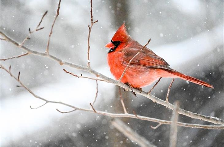 cardinal solar light stake