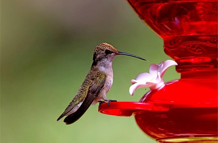 solar lighted hummingbird feeder