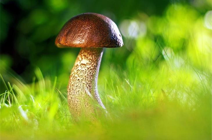 glass mushroom solar lights