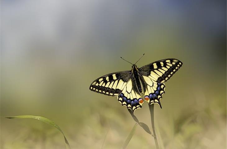 solar light butterfly