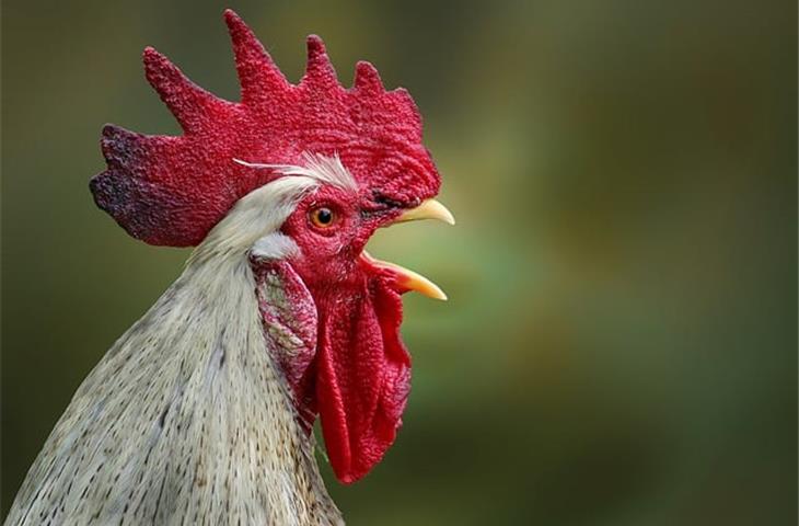 solar powered heat lamp for chickens