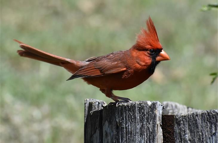 cardinal solar light