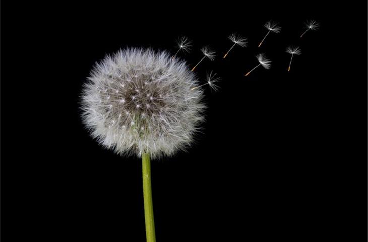 solar dandelion garden lights