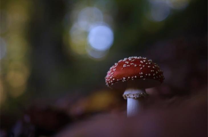 large solar mushroom lights