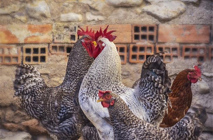 solar chicken coop light