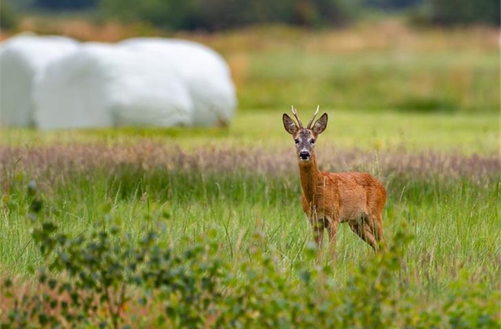 solar deer light