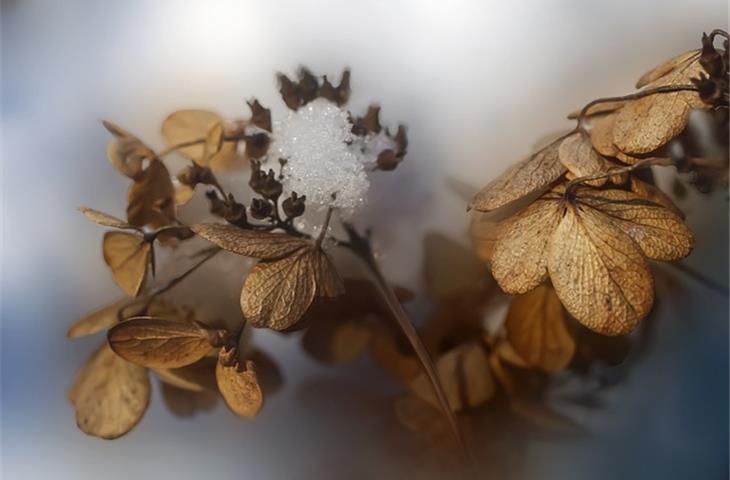 hydrangea solar light