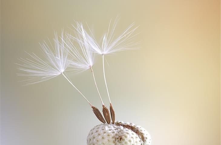 solar dandelion led stake light