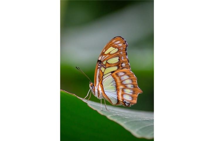 butterfly string solar lights