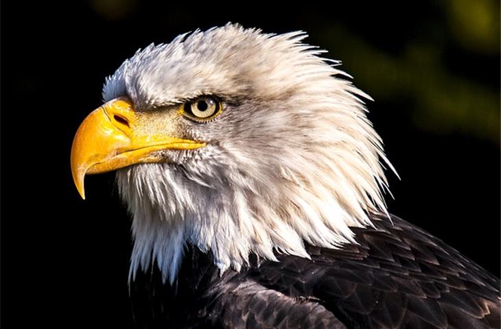 eagle solar light