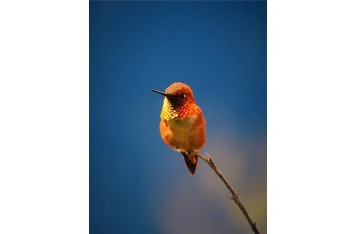 hummingbird solar light stake