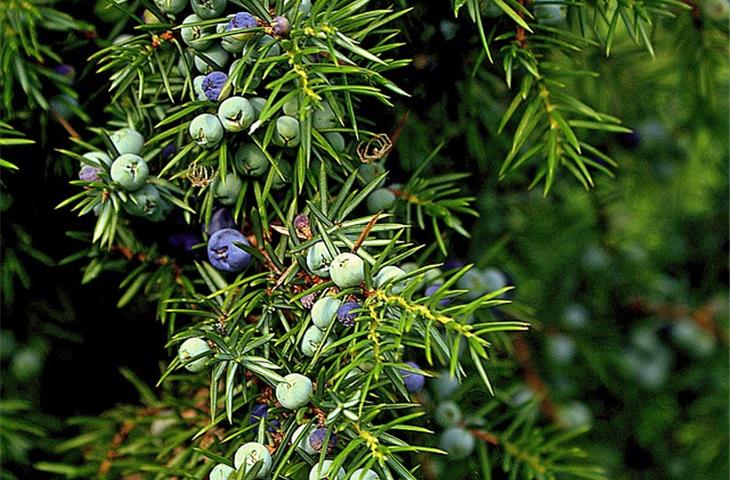 solar lights to highlight junipers