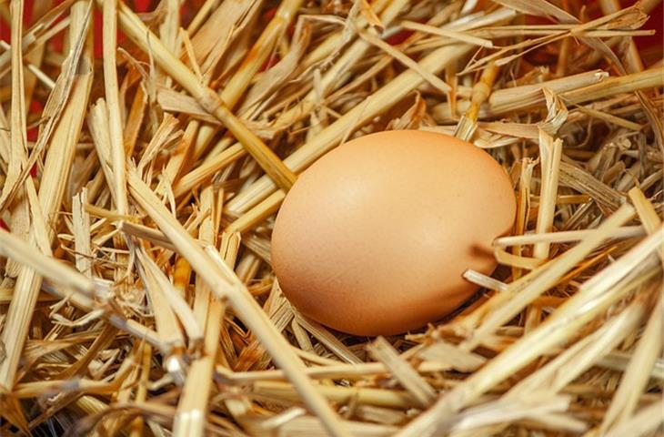 chicken coop solar light