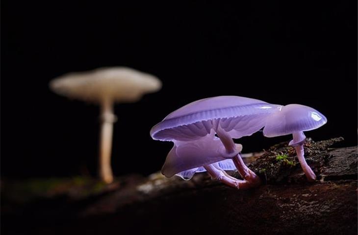 large solar mushroom lights