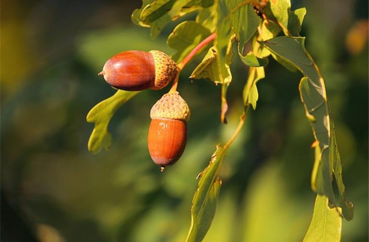 acorn solar lights