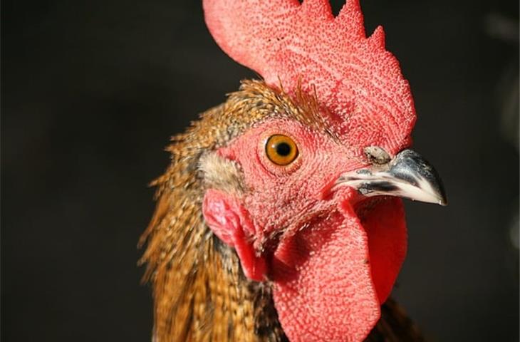 solar powered heat lamp for chickens