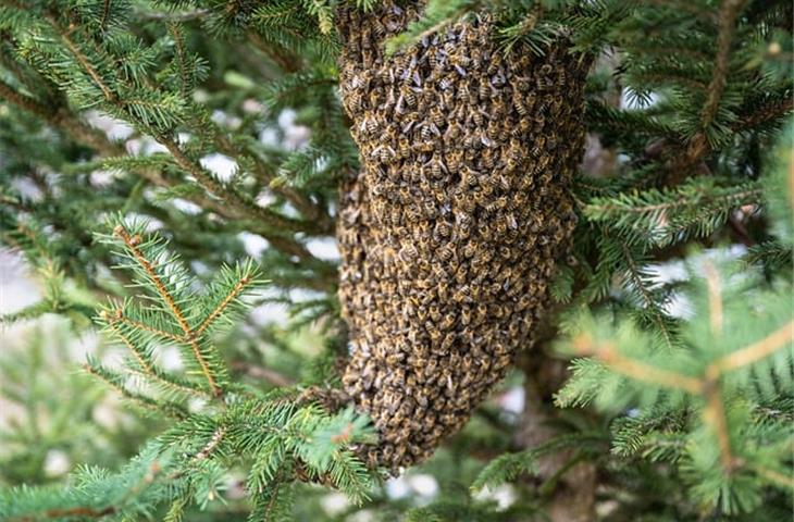 beehive solar lights