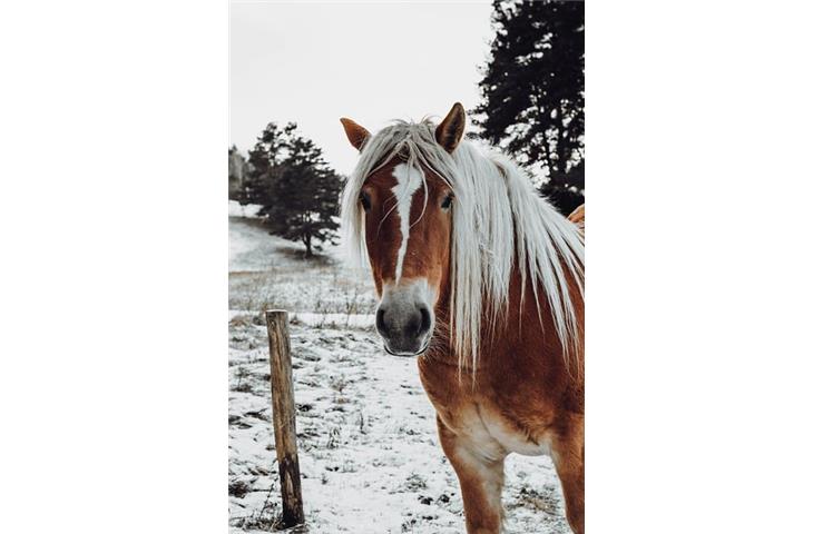 horse arena solar lights