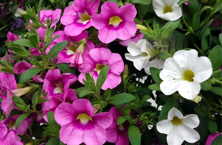 hanging basket solar lights