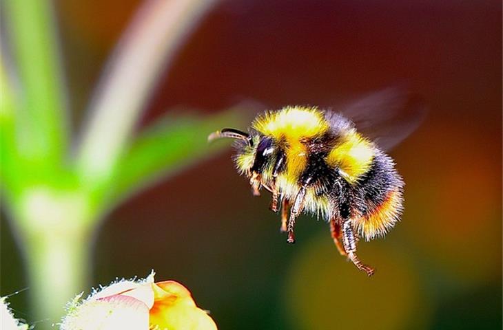 bumble bee solar lights