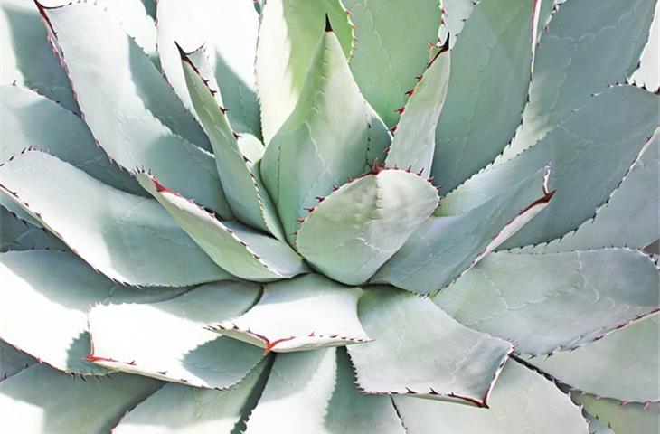 agave solar garden light