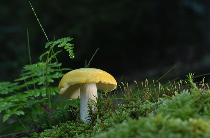 glass mushroom solar lights