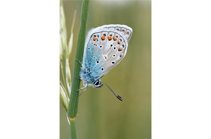 solar light butterfly