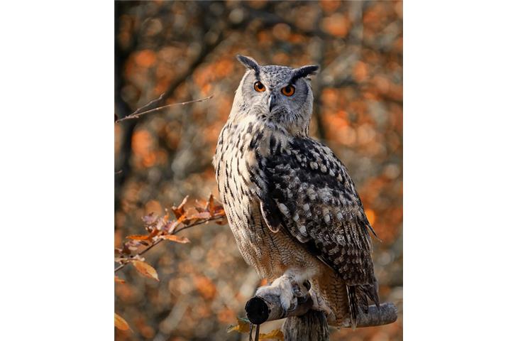 solar owl light