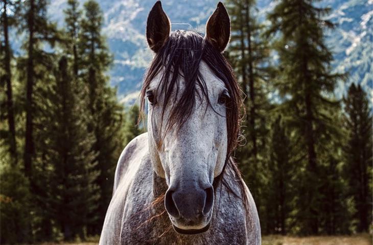 horse solar lights