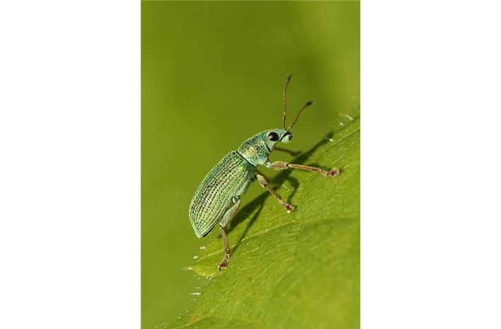 do solar lights attract bugs