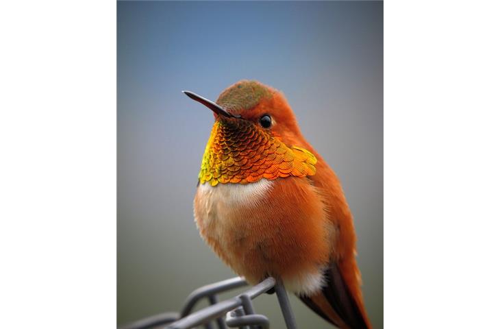 solar light hummingbird feeder