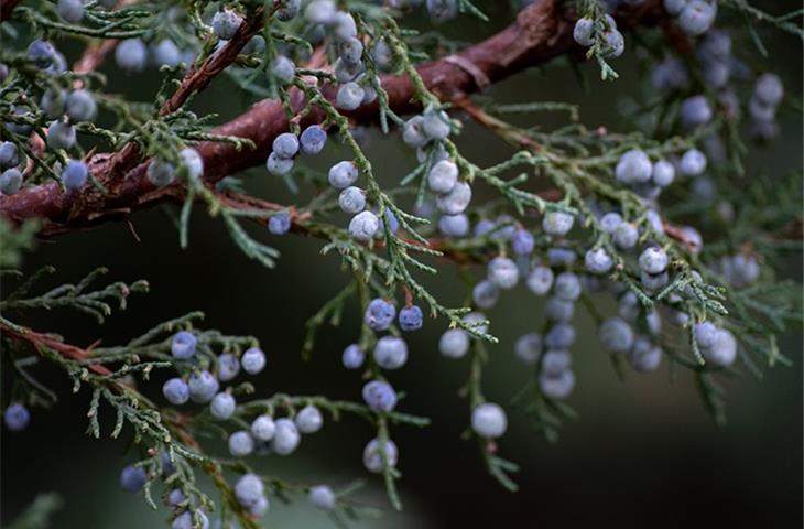 solar lights to highlight junipers