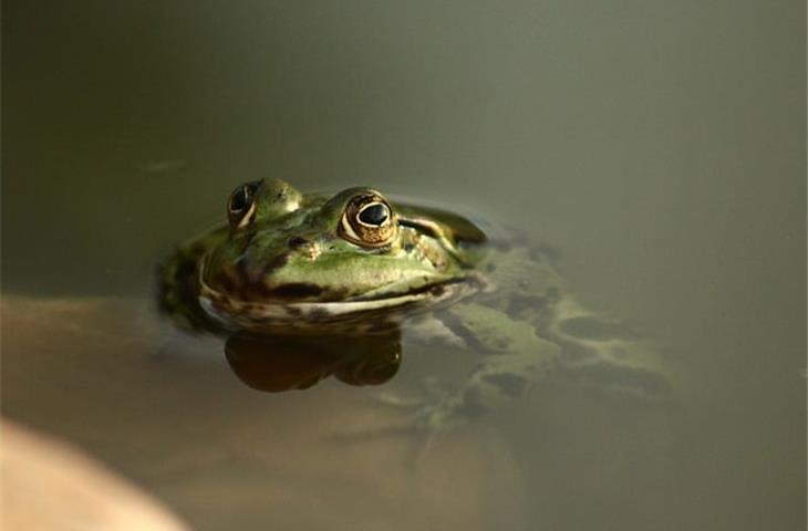 solar frog lights