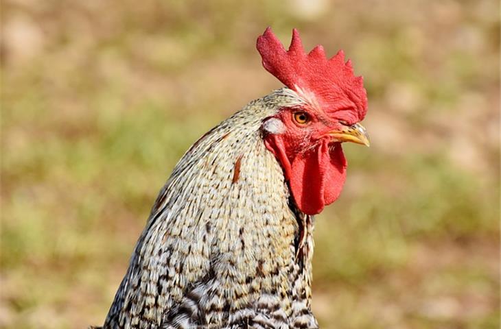 solar powered chicken light