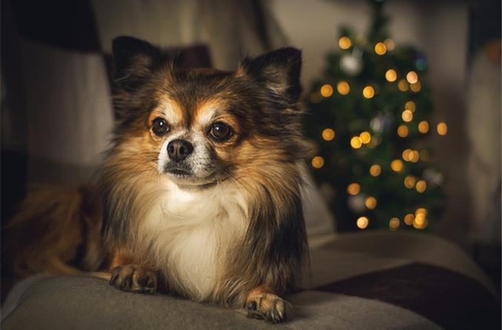 dog memorial solar light