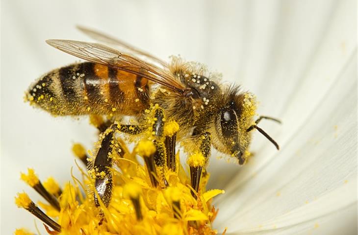 solar bee garden lights