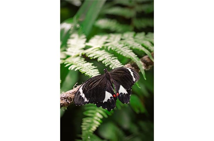 solar butterfly lights