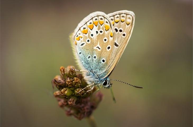 butterfly lights solar